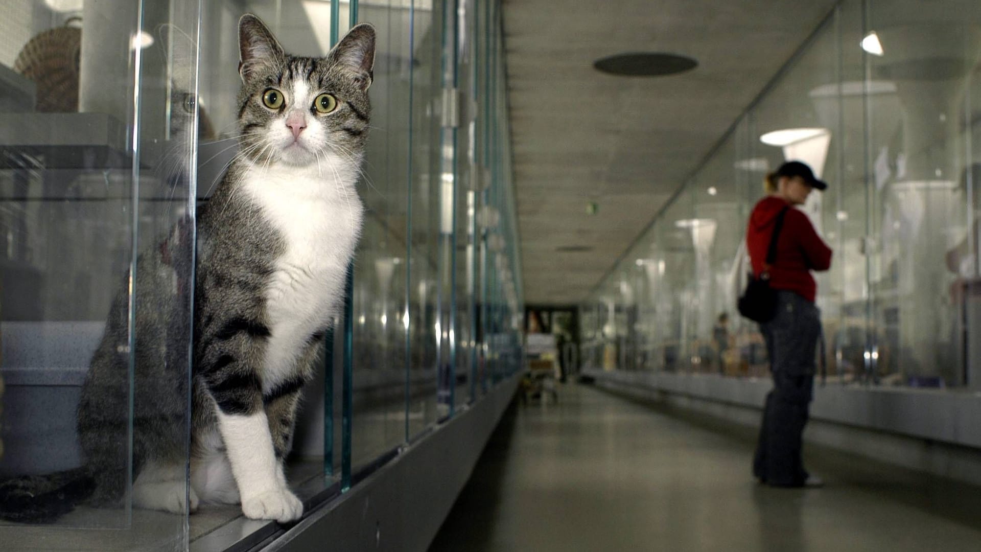 Katze im Tierheim Berlin