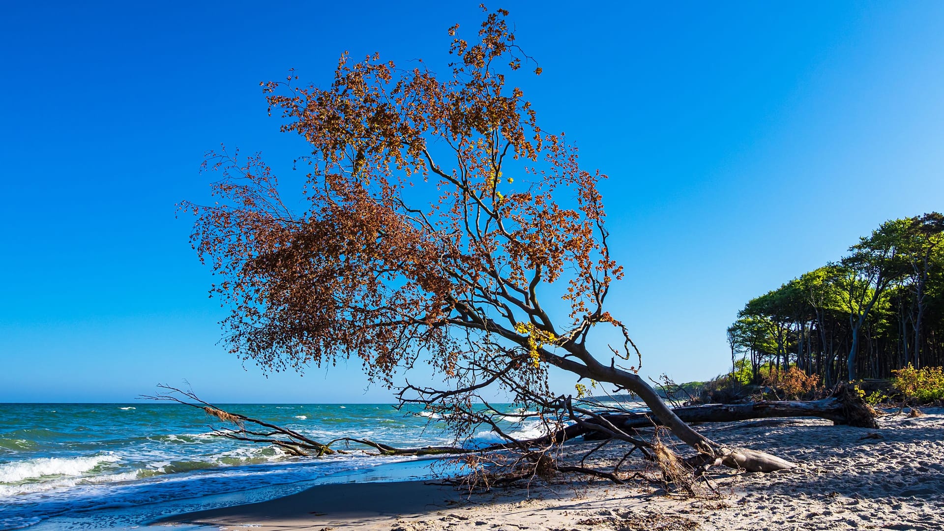 Ein umgefallener Baum am Sandstrand an der Ostsee in Darß