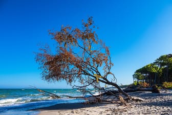 Ein umgefallener Baum am Sandstrand an der Ostsee in Darß