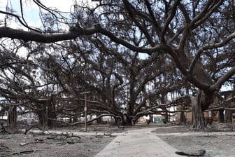 150 Jahre lang war dieser Baum das kulturelle Zentrum von Lahaina.