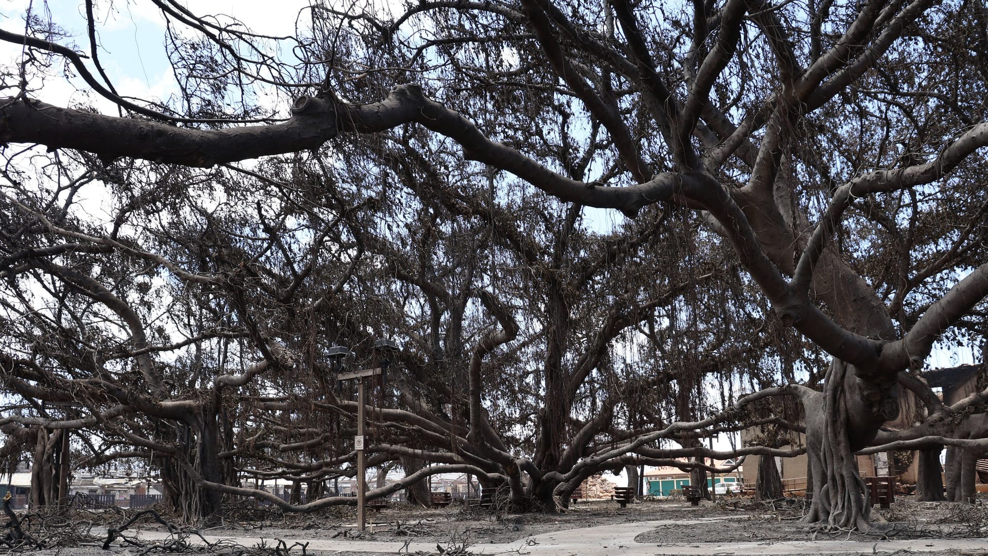 150 Jahre lang war dieser Baum das kulturelle Zentrum von Lahaina.