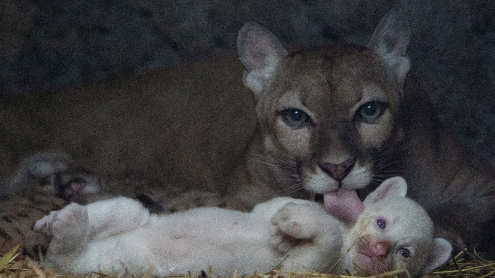 Ein Albino-Puma wird von seiner Mutter geleckt. Das Tier ist eine Seltenheit.