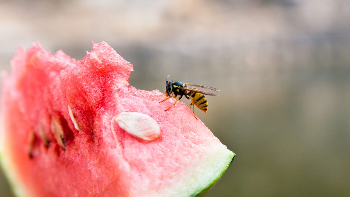 Wespen werden häufig von Essen angezogen.