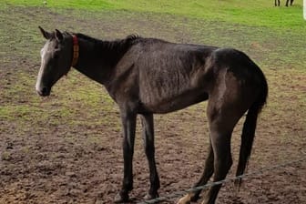 Abgemagert: Fotos auf Facebook zeigen dürre Pferde auf der Weide.