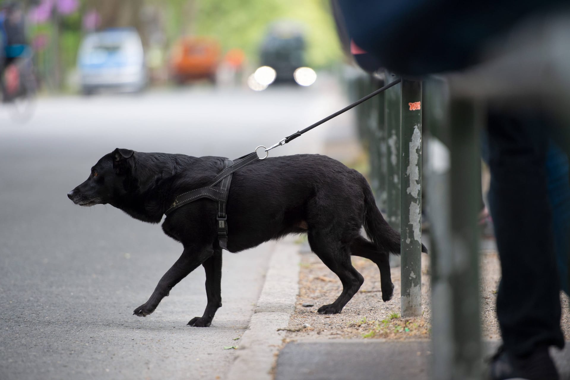 Ein Hund will über die Straße gehen (Symbolbild): Im Kreis Cuxhaven kam es zu einem Diebstahl.