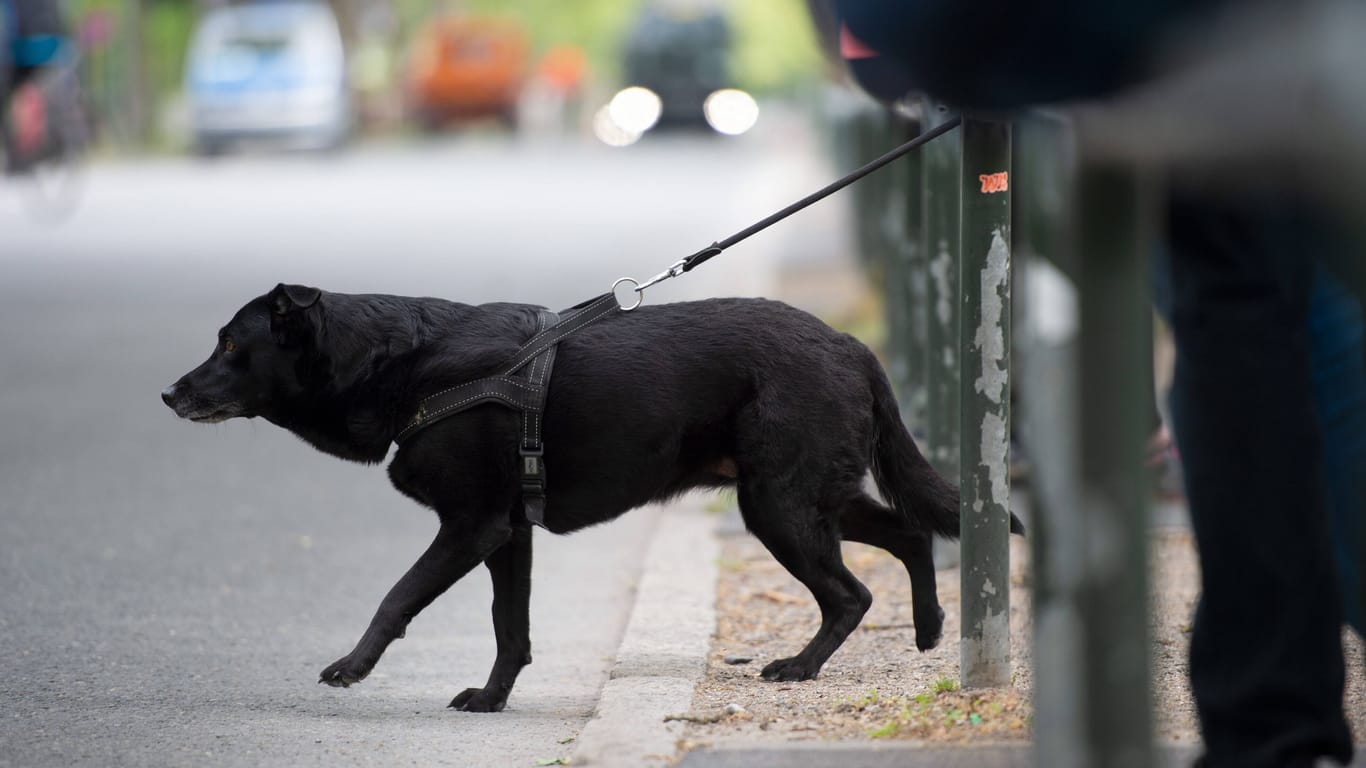 Ein Hund will über die Straße gehen (Symbolbild): Im Kreis Cuxhaven kam es zu einem Diebstahl.