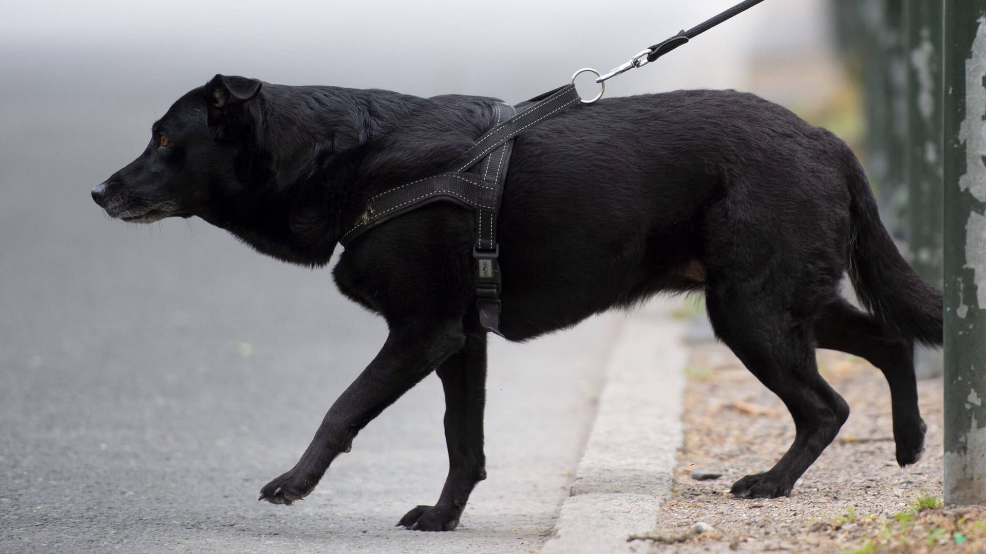 Ein Hund will über die Straße gehen (Symbolbild): Im Kreis Cuxhaven kam es zu einem Diebstahl. Ein Hund will über die Straße gehen (Symbolbild): Im Kreis Cuxhaven kam es zu einem Diebstahl.