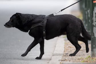 Ein Hund will über die Straße gehen (Symbolbild): Im Kreis Cuxhaven kam es zu einem Diebstahl.