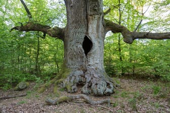 Eine Eiche im Wald: Die kahle Fläche um den Stamm wird Baumscheibe genannt.