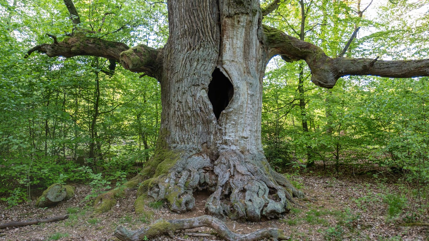 Eine Eiche im Wald: Die kahle Fläche um den Stamm wird Baumscheibe genannt.