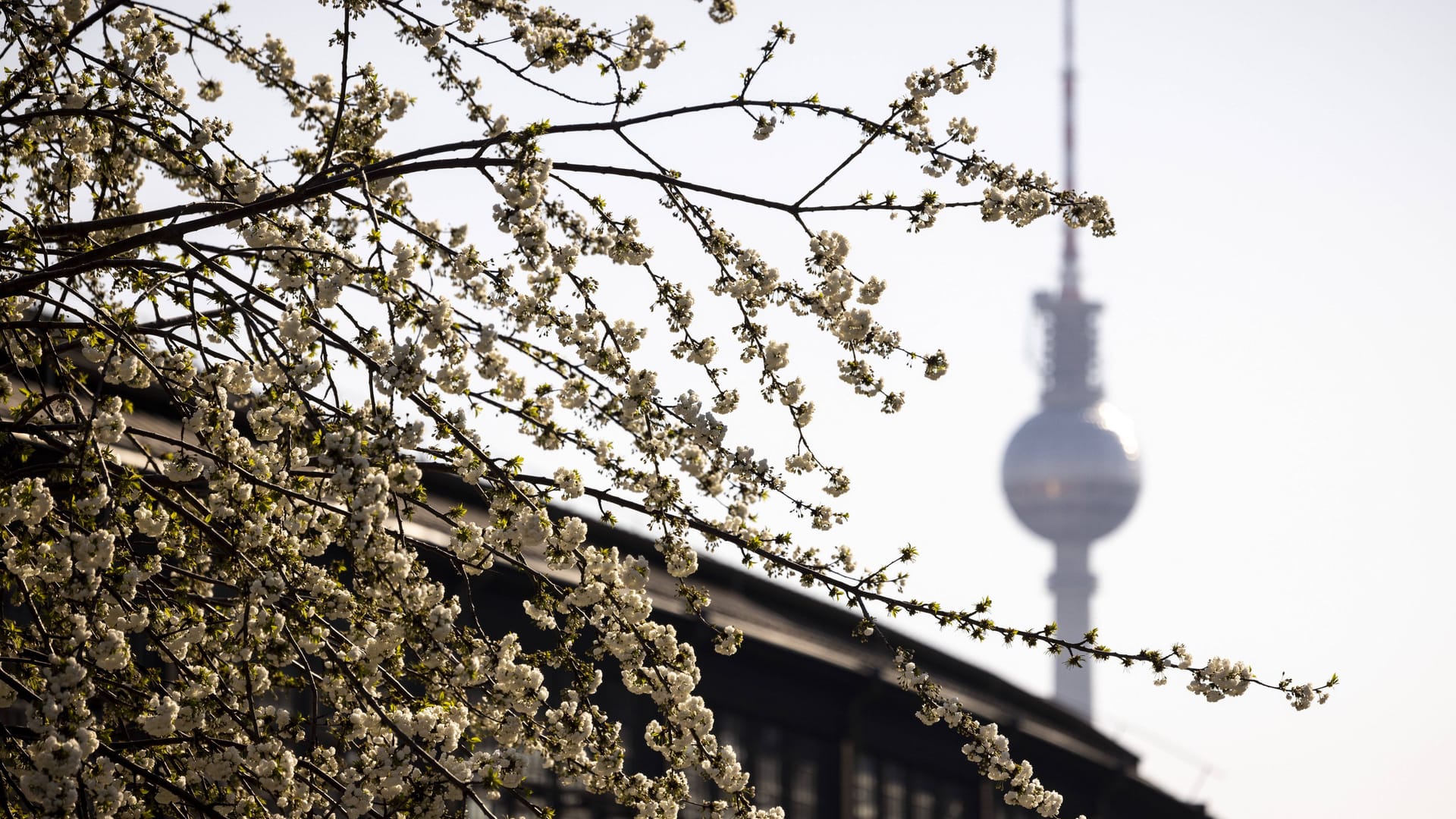 Der Fernsehturm von Berlin an einem sommerlichen Tag