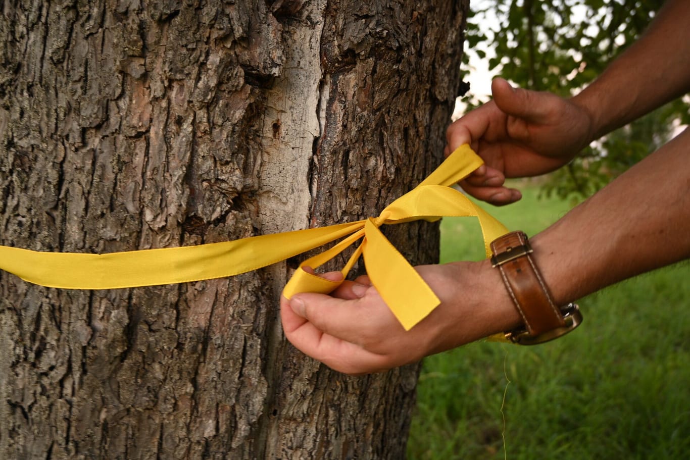 Eine Person bindet ein gelbes Band um einen Baum: Die Aktion vom Zentrum für Ernährung und Hauswirtschaft Niedersachsen findet zum vierten Mal statt.