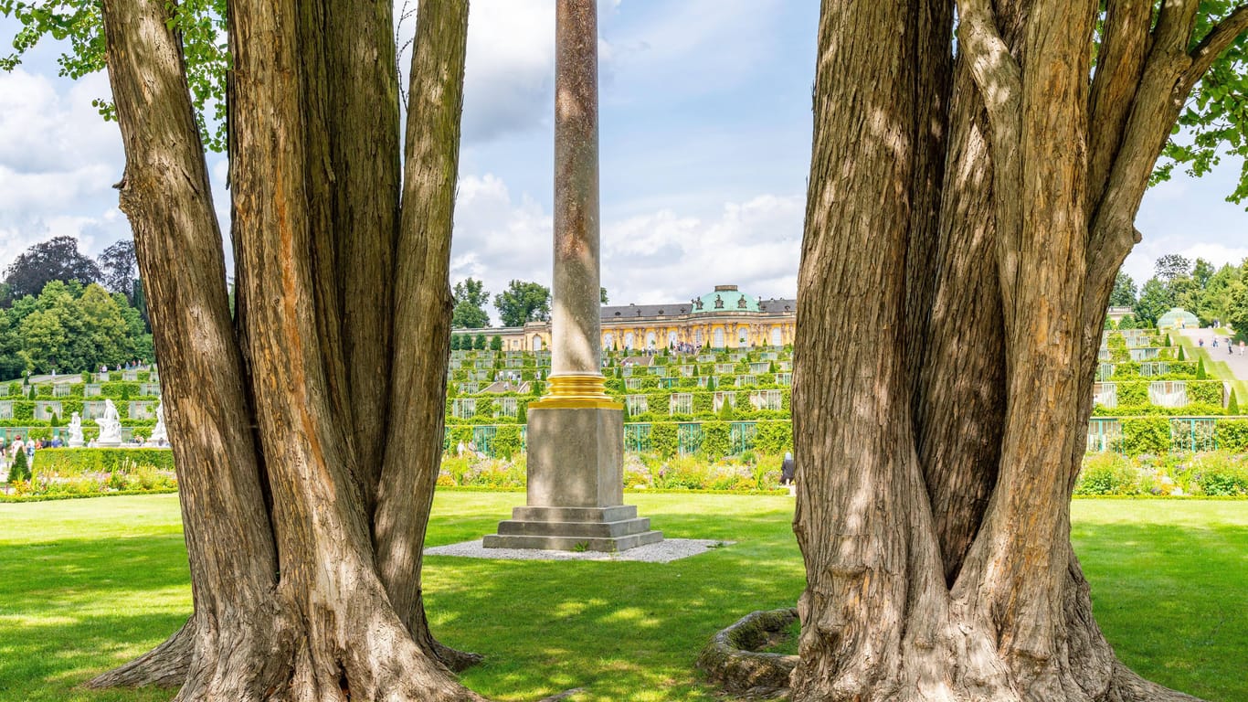 Kuchenbäume am Schloss Sanssouci (Symbolbild): Der Wassermangel und Insekten sorgen für ein Baumsterben im Park.