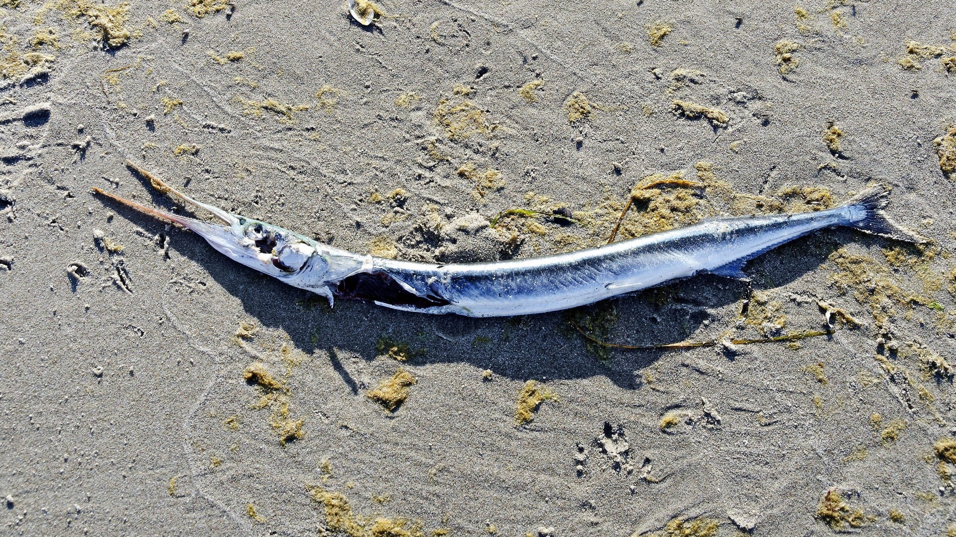 Toter Hornhecht an der Ostsee-Küste (Symbolbild):