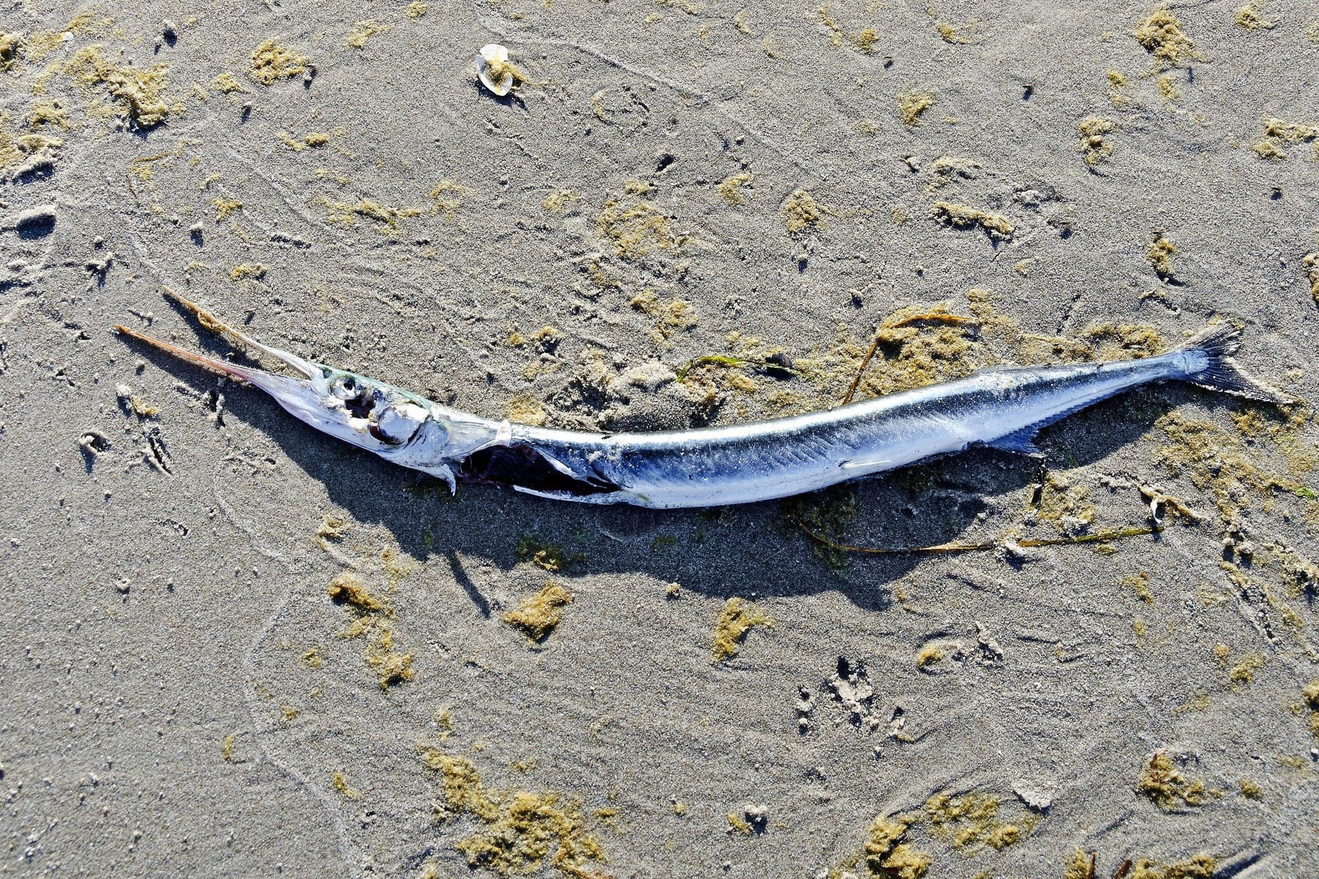 Toter Hornhecht an der Ostsee-Küste (Symbolbild):