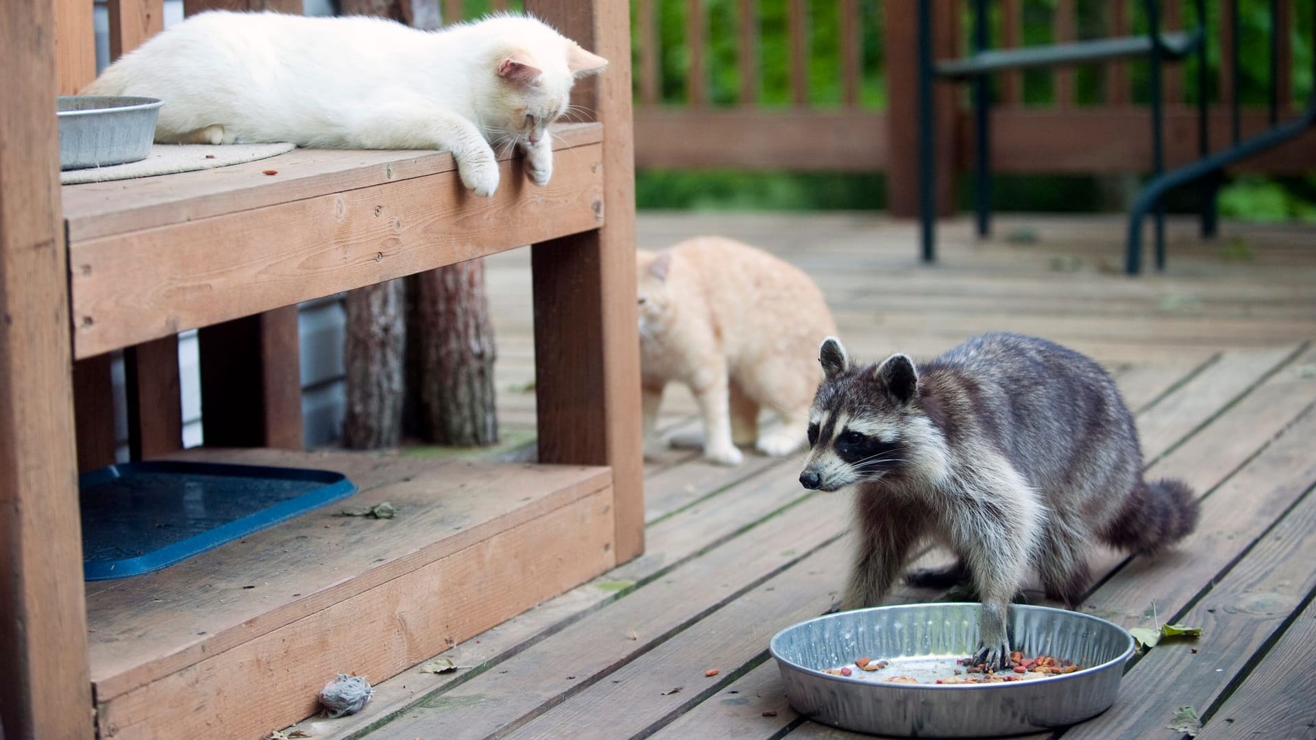 Wenn sich Waschbären bedroht führen, greifen Sie auch Katzen an.