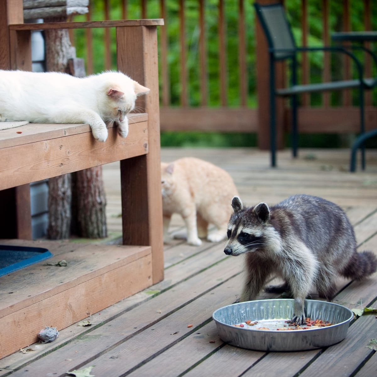 Kann ein Waschbär einer Katze gefährlich werden?