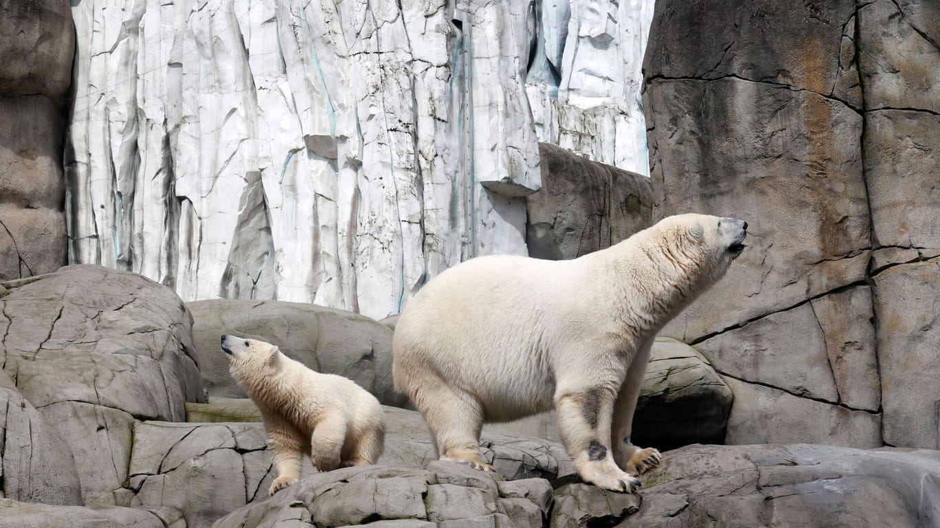 Wie geht es weiter im Tierpark Hagenbeck? (Archivfoto) Das dürfte auch Eisbärendame Victoria und Tochter Anouk interessieren.