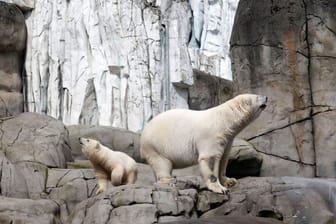 Wie geht es weiter im Tierpark Hagenbeck? (Archivfoto) Das dürfte auch Eisbärendame Victoria und Tochter Anouk interessieren.