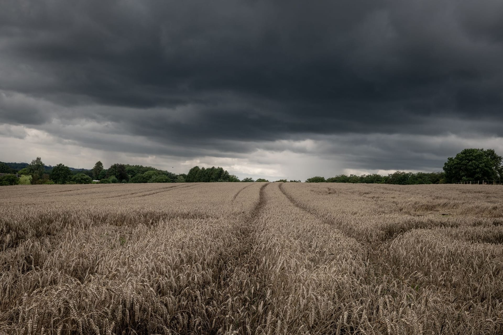 Wetter erschwert Getreideernte