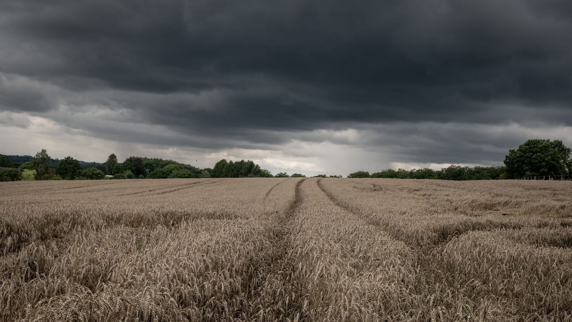 Wetter erschwert Getreideernte