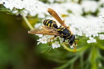 Wespen sind nützliche Bestäuber und stellen Schädlingen nach.