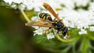 Wespen sind nützliche Bestäuber und stellen Schädlingen nach.