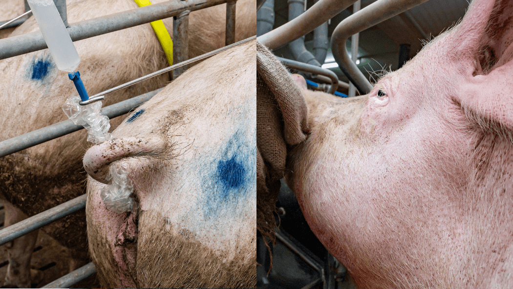 Ferkelerzeugung: Eine Sau mit einem "Besamungsbügel" und eine trächtige Sau, die im Abferkelstall auf einem Stück Jute kaut. Für einige Viehwirte könnte Laborfleisch eine Geschäftsalternative sein.