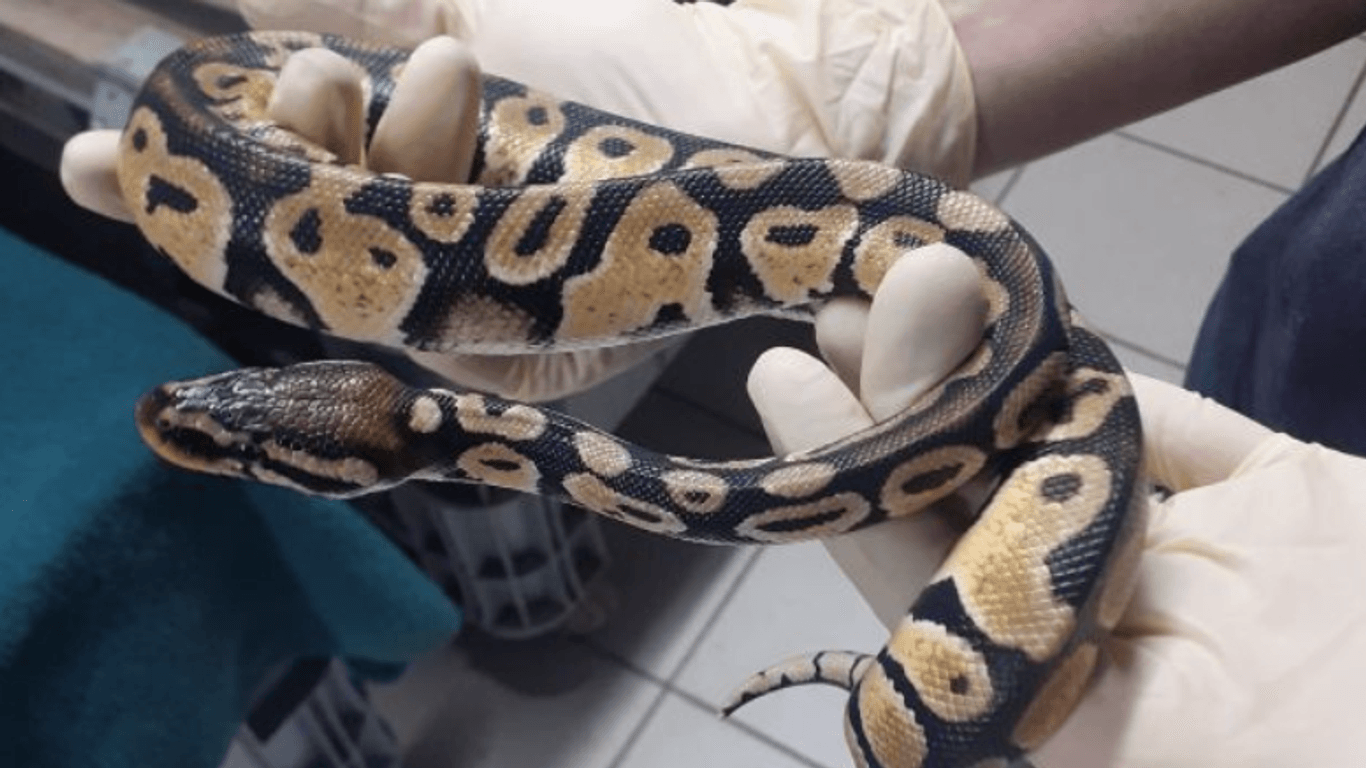 Eine der Pythons im Tierpark Nordhorn. Dort werden die Schlangen versorgt. Ein Tier sei bereits gestorben, teilte die Einrichtung mit.