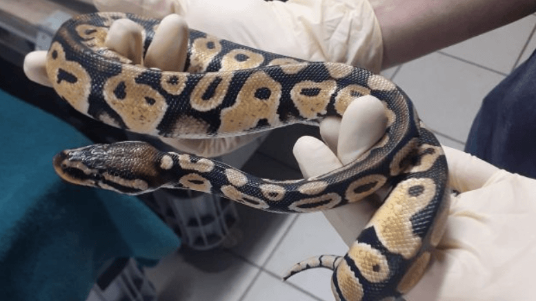 Eine der Pythons im Tierpark Nordhorn. Dort werden die Schlangen versorgt. Ein Tier sei bereits gestorben, teilte die Einrichtung mit.