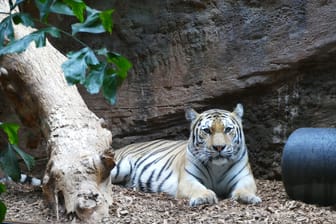 Tigerkatze Akina ist gut in Nürnberg angekommen: Sobald sie sich eingewöhnt hat, bekommen sie auch die Besucher zu Gesicht.
