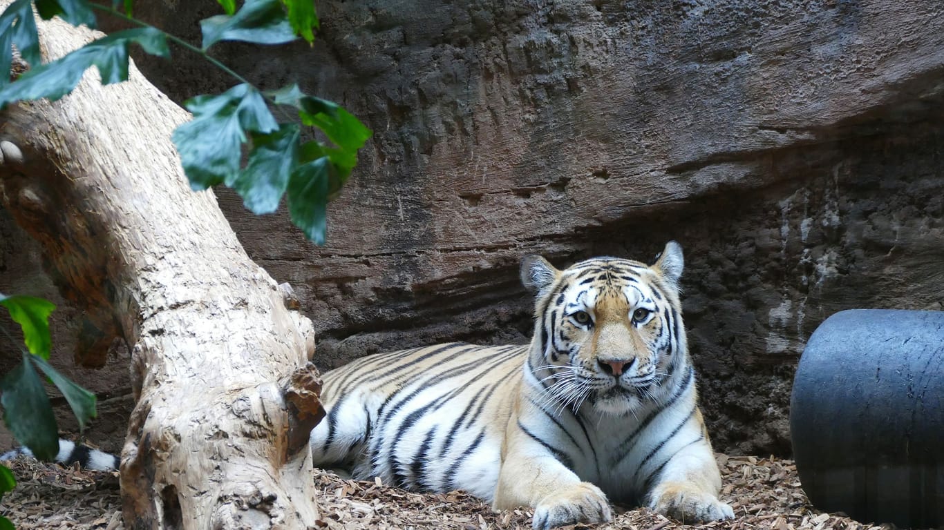 Tigerkatze Akina ist gut in Nürnberg angekommen: Sobald sie sich eingewöhnt hat, bekommen sie auch die Besucher zu Gesicht.
