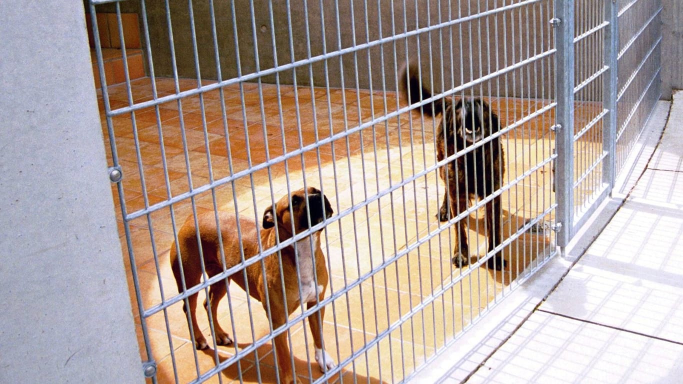 Hunde im Tierheim Berlin: Auf dem Gelände gibt es sechs Hundehäuser.
