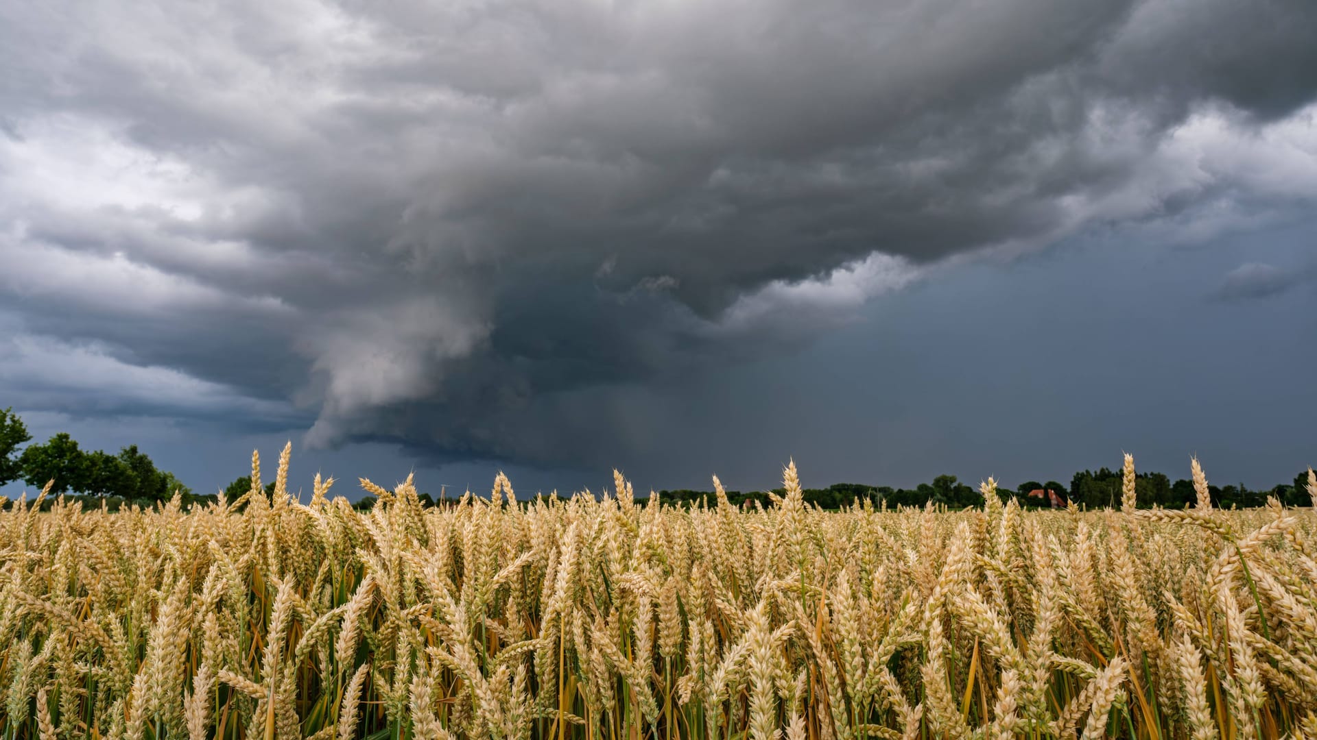 Gewitterwolke über einem Getreidefeld: Deutschland erwartet in den kommenden Tagen Unwetter.