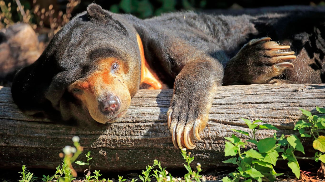 Ein Malaienbär in einem Tierpark: Das Verhalten eines solchen Tieres hat in China für Aufsehen gesorgt.