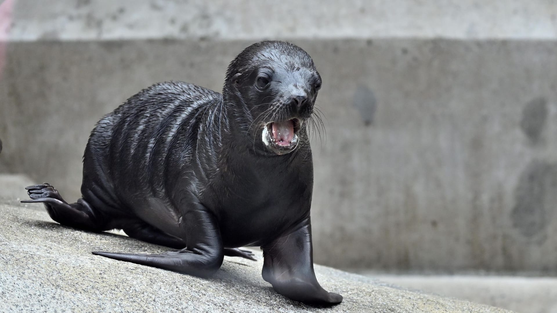 Nachwuchs bei den Mähnenrobben im Tierpark Hellabrunn: Weibchen "Xana" erkundet ihr Gehege.