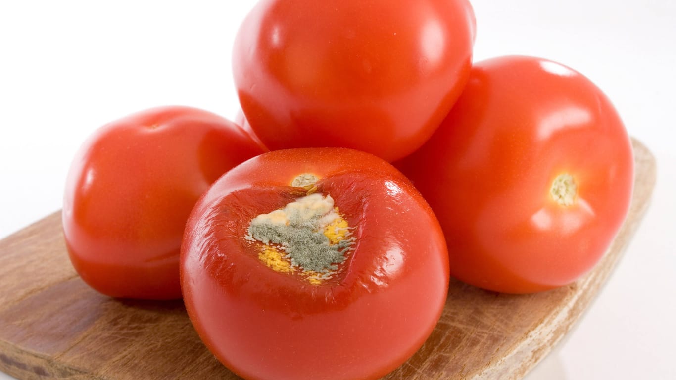Geschimmelte Tomaten: Sie enthalten viel Flüssigkeit und sollten daher entsorgt werden.