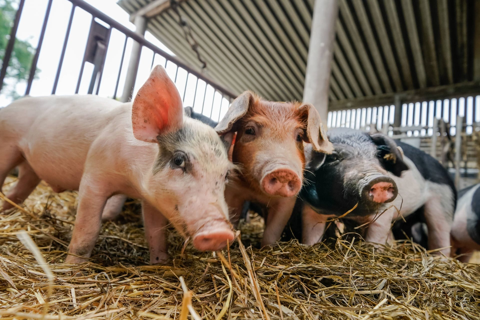 Schweine in Schleswig-Holstein (Archivfoto): Dort ermittelt im Kreis Plön nun das Veterinäramt.