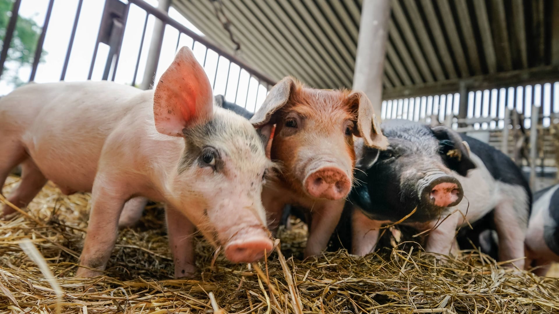 Schweine in Schleswig-Holstein (Archivfoto): Dort ermittelt im Kreis Plön nun das Veterinäramt.