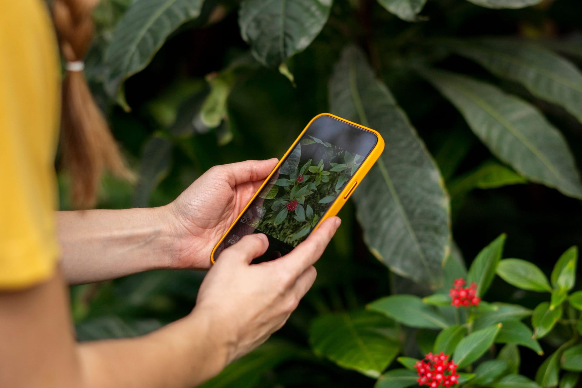 Mit dem Smartphone lassen sich viele Pflanzen bestimmen.