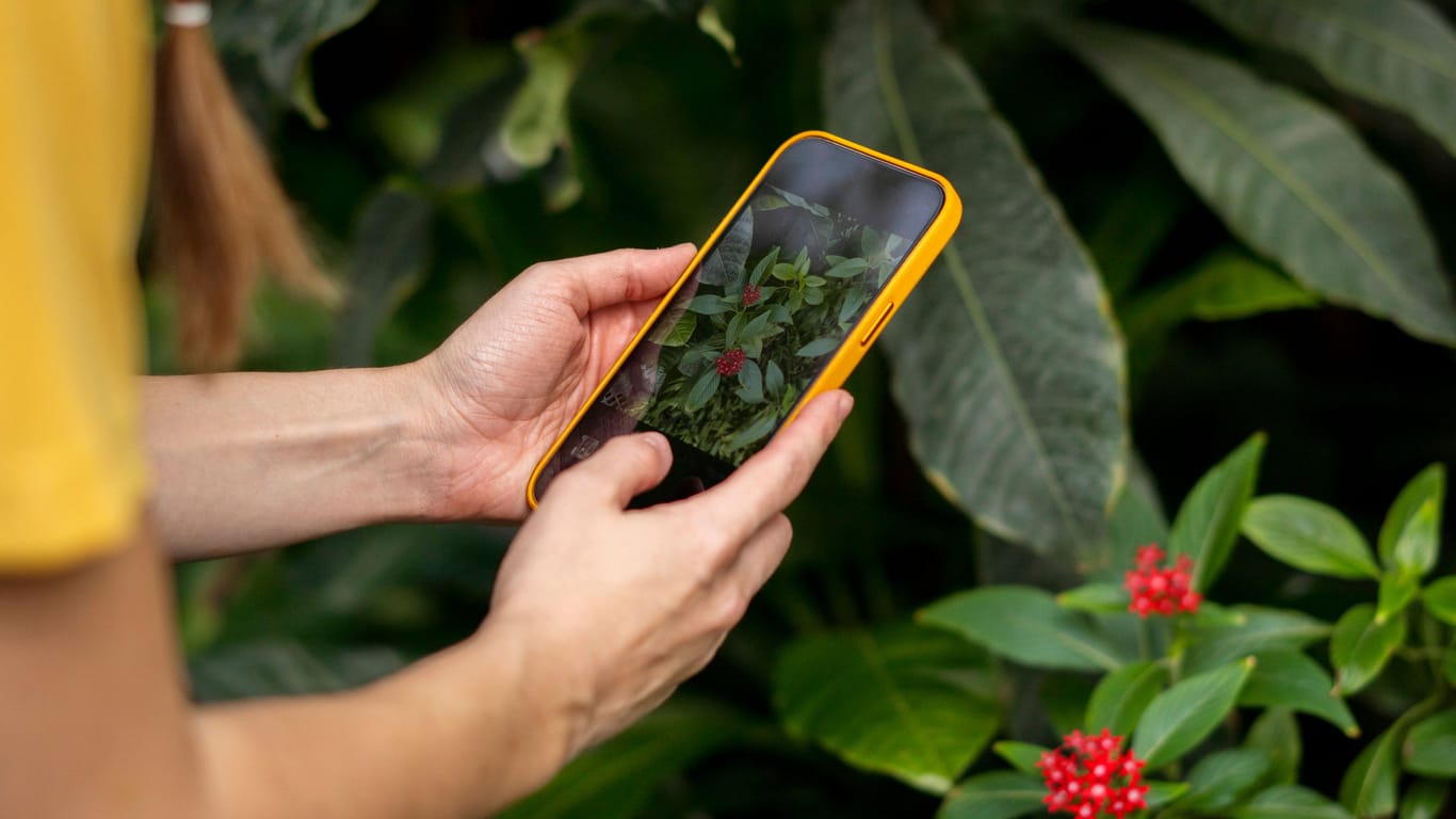 Mit dem Smartphone lassen sich viele Pflanzen bestimmen.
