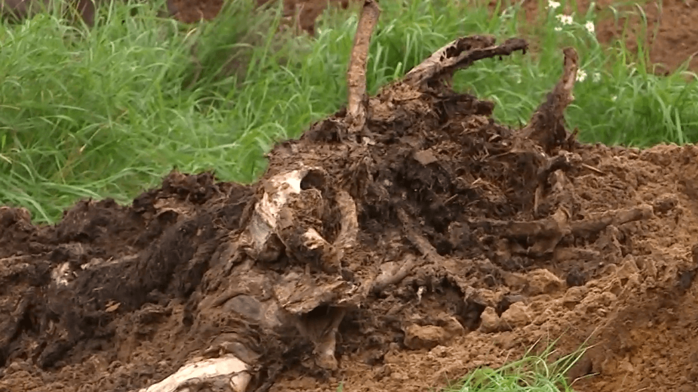Überreste verstorbener Pferde: In einem Gestüt in Dänemark wurden zahlreiche tote Tiere entdeckt.