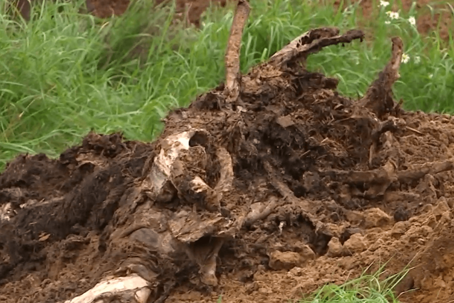 Überreste verstorbener Pferde: In einem Gestüt in Dänemark wurden zahlreiche tote Tiere entdeckt.