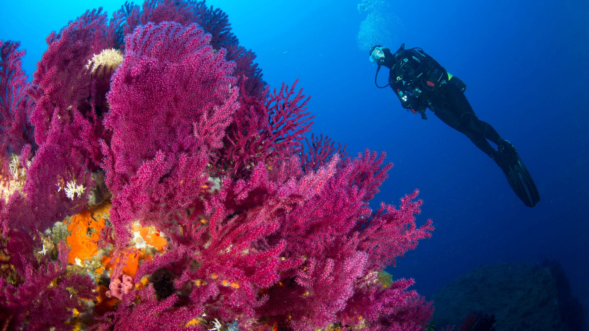 Rote Gorgonien vor Italien im Jahr 2019: Schon in den vergangenen Jahren hatten marine Hitzewellen im Mittelmeer den Korallen zugesetzt.