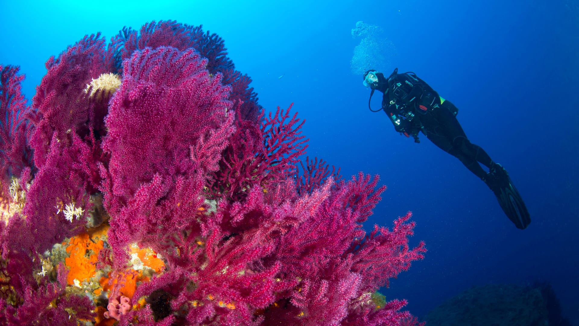 Rote Gorgonien vor Italien im Jahr 2019: Schon in den vergangenen Jahren hatten marine Hitzewellen im Mittelmeer den Korallen zugesetzt.