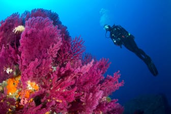 Rote Gorgonien vor Italien im Jahr 2019: Schon in den vergangenen Jahren hatten marine Hitzewellen im Mittelmeer den Korallen zugesetzt.