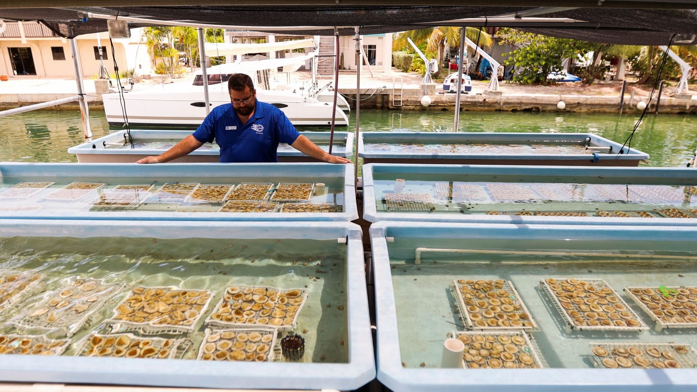Korallen-Evakuierung in Key West: In Tanks an Land hoffen die Forscher, dass die Korallen überleben.