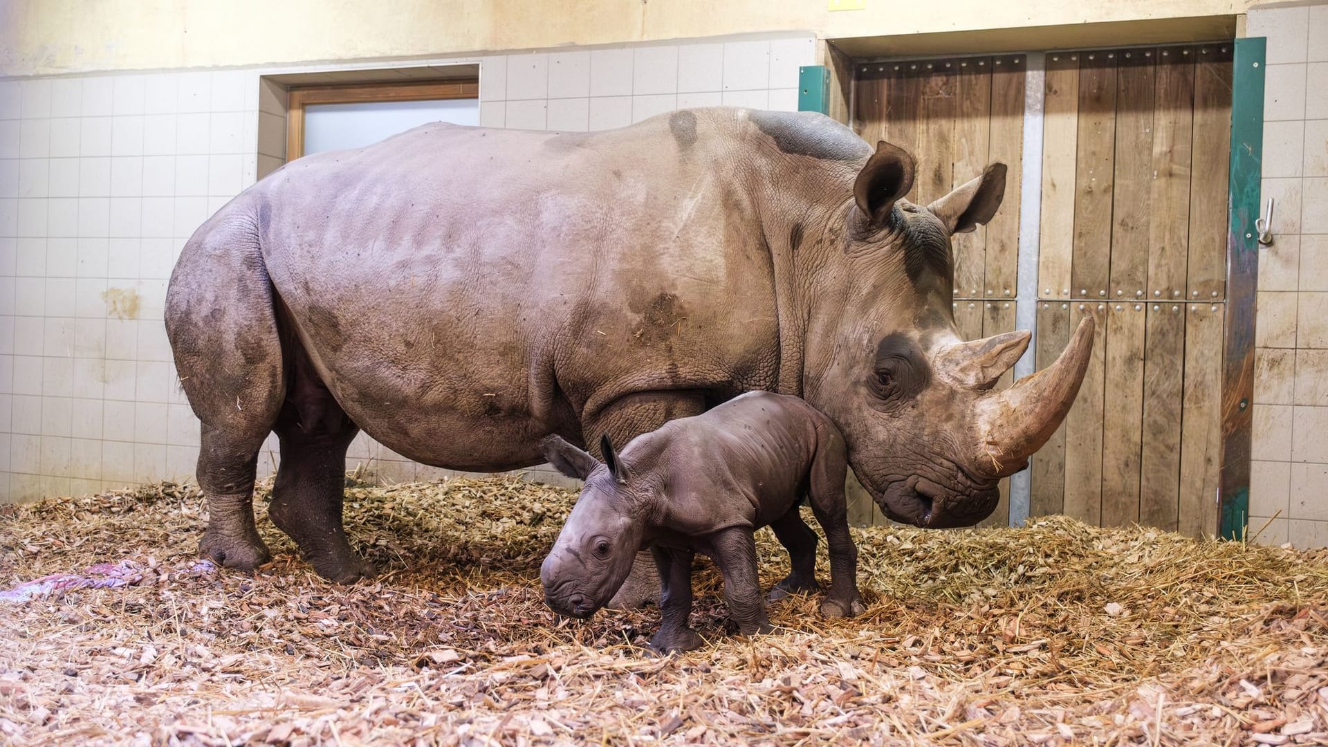 Zoo Schwerin: Ein weibliches Nashornjungtier mit seiner Mutter Clara.