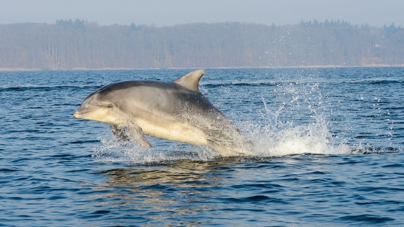 Ein Delfin springt aus dem Wasser (Symbolbild): Vor Rostock hat ein Exemplar offenbar Gefallen an einem Polizeiboot gefunden.