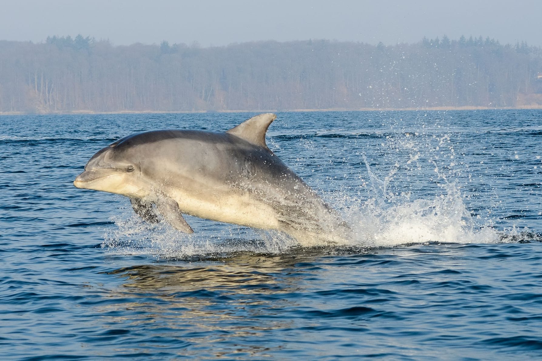 Ein Delfin springt aus dem Wasser (Symbolbild): Vor Rostock hat ein Exemplar offenbar Gefallen an einem Polizeiboot gefunden.